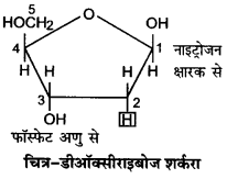 hinditutor