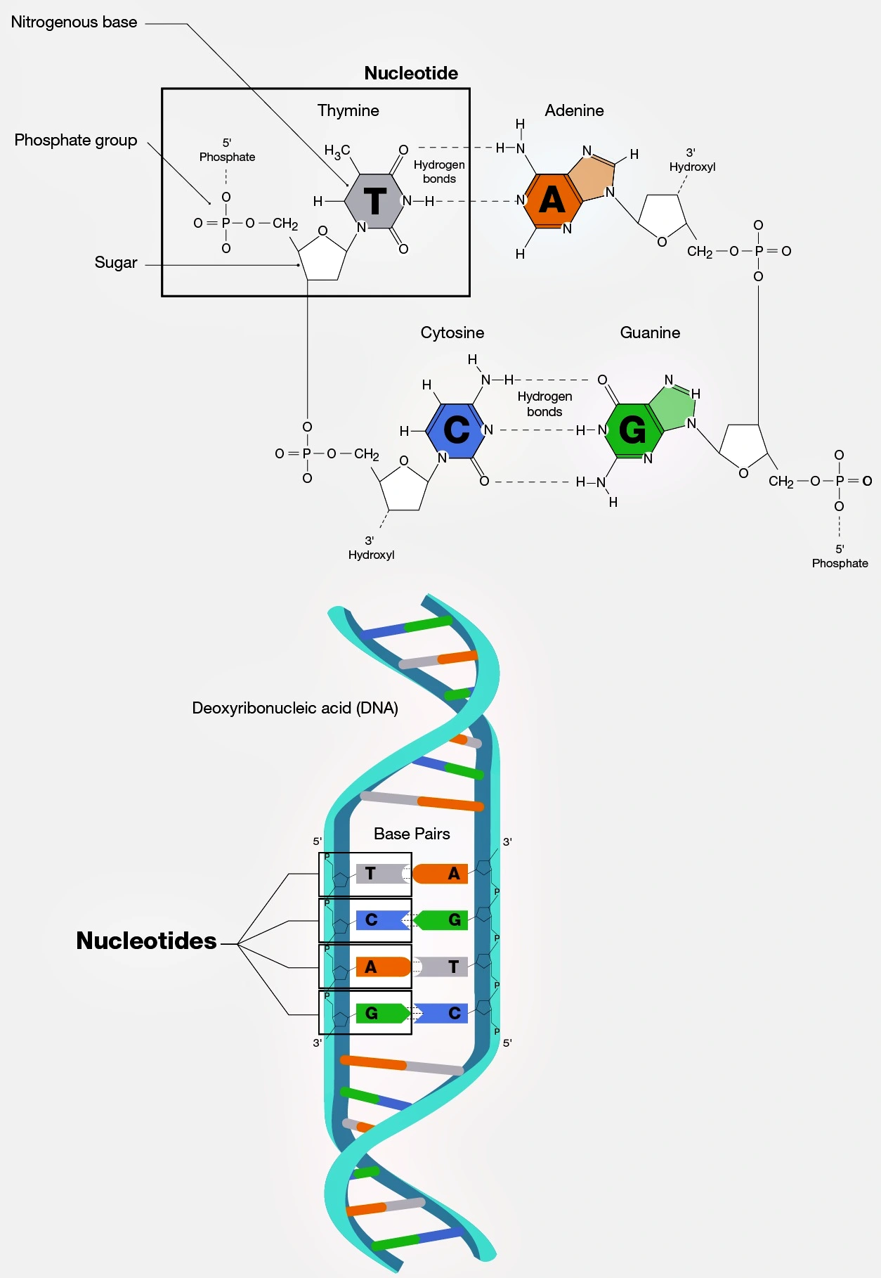 Nucleotide